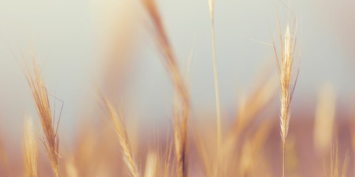 EU Bioeconomy Monitoring System dashboard veröffentlicht