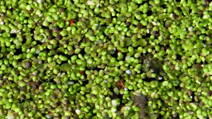 Wasserlinse