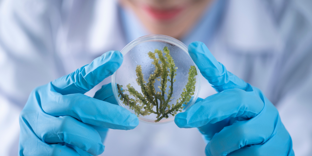 Industrielle Biooekonomie