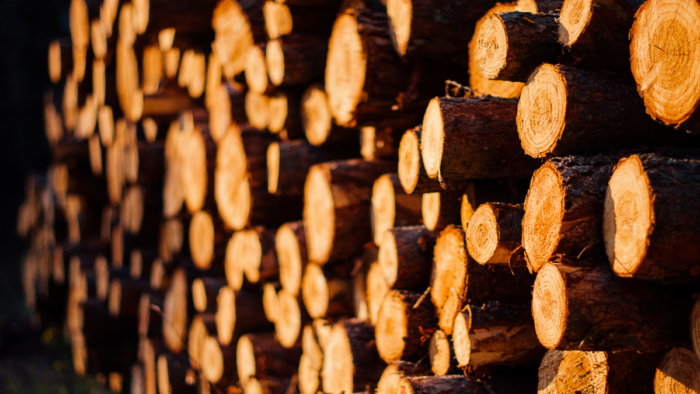 Holzstaemme