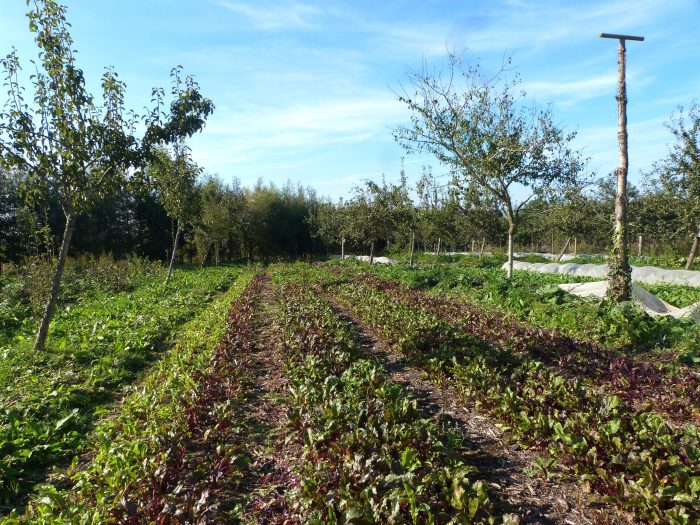 Gärtnerei Agroforst