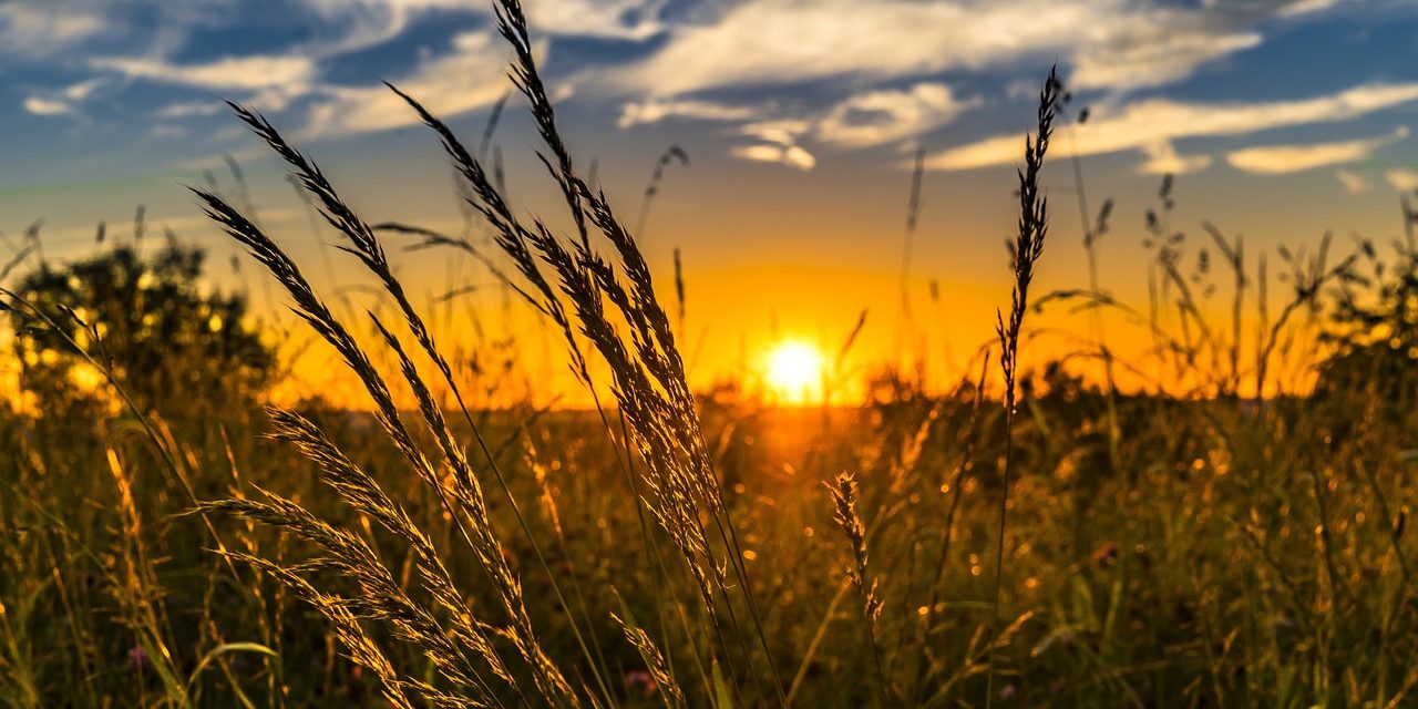 wheat-2391348_1280